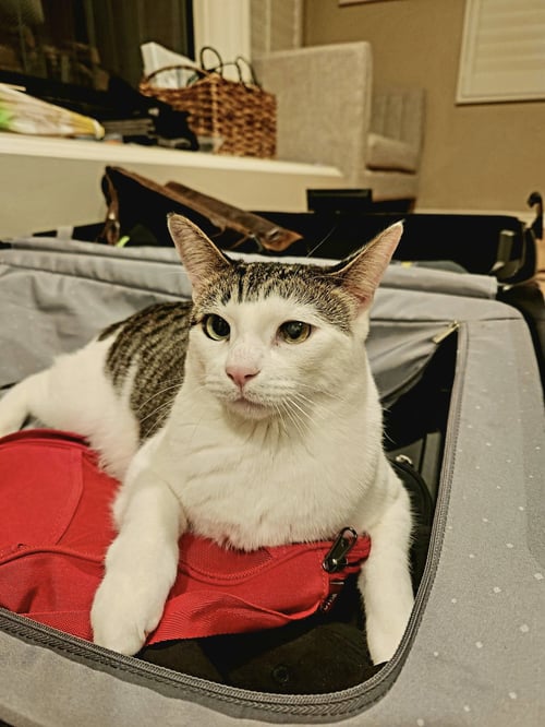 TINKIE - Tiffany / Domestic Short Hair available for adoption