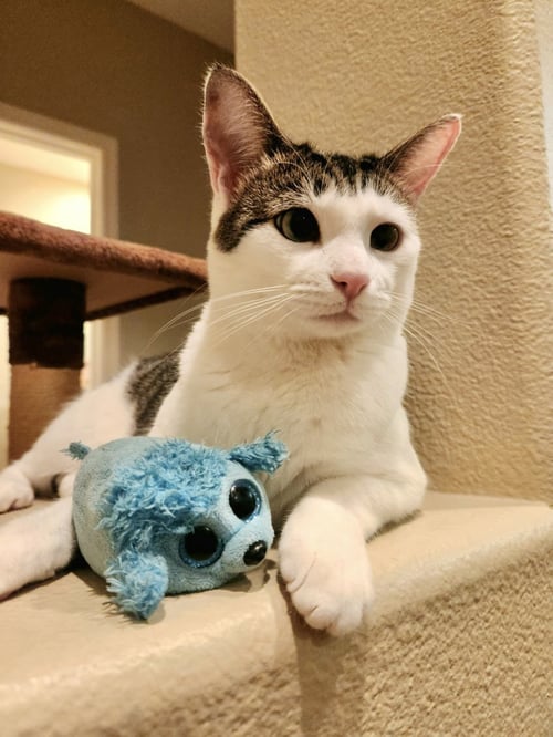 TINKIE - Tiffany / Domestic Short Hair available for adoption