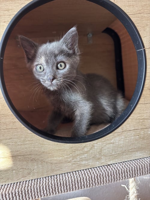 MODJESKA - Dilute Tortoiseshell / Domestic Short Hair available for adoption
