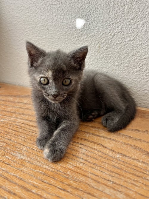MODJESKA - Dilute Tortoiseshell / Domestic Short Hair available for adoption