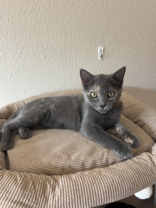 MODJESKA - Dilute Tortoiseshell / Domestic Short Hair available for adoption