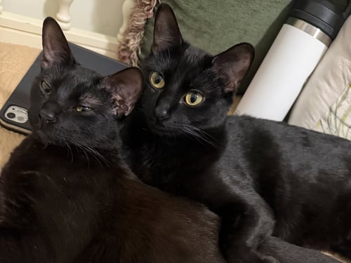 EL VERDE - Bombay / Domestic Short Hair available for adoption