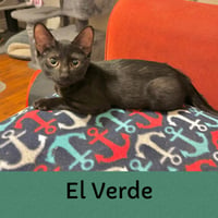 El Verde - Photo 6
