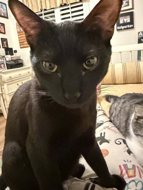 EL VERDE - Bombay / Domestic Short Hair available for adoption