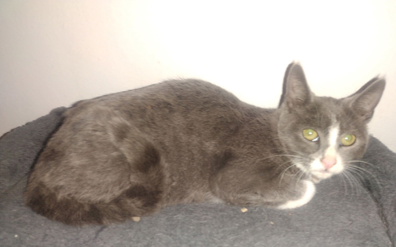 SHADOW COURTESY POST - Russian Blue / Tuxedo available for adoption