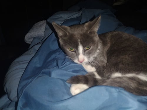 SHADOW COURTESY POST - Russian Blue / Tuxedo available for adoption