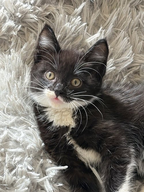 BOWTIE - Tuxedo / Domestic Medium Hair available for adoption
