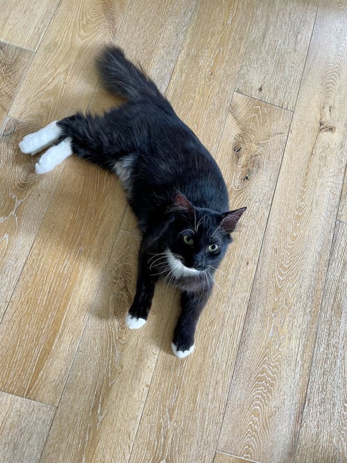 PIZOOKI - Domestic Long Hair / Tuxedo available for adoption