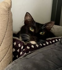 Pizooki - Photo 2