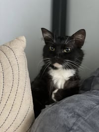 Pizooki - Photo 4