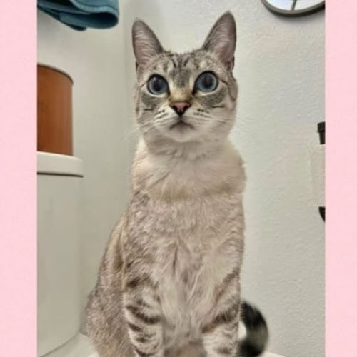 CIRRI - Siamese / Domestic Short Hair available for adoption