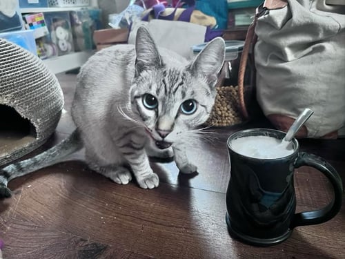 CIRRI - Siamese / Domestic Short Hair available for adoption