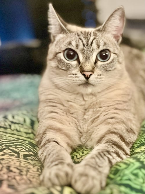 CIRRI - Siamese / Domestic Short Hair available for adoption