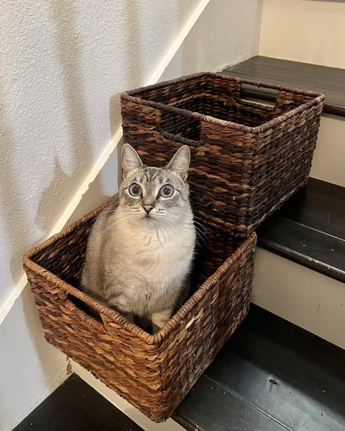 CIRRI - Siamese / Domestic Short Hair available for adoption