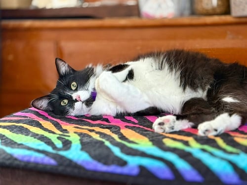 VITO - Domestic Long Hair / Tuxedo available for adoption