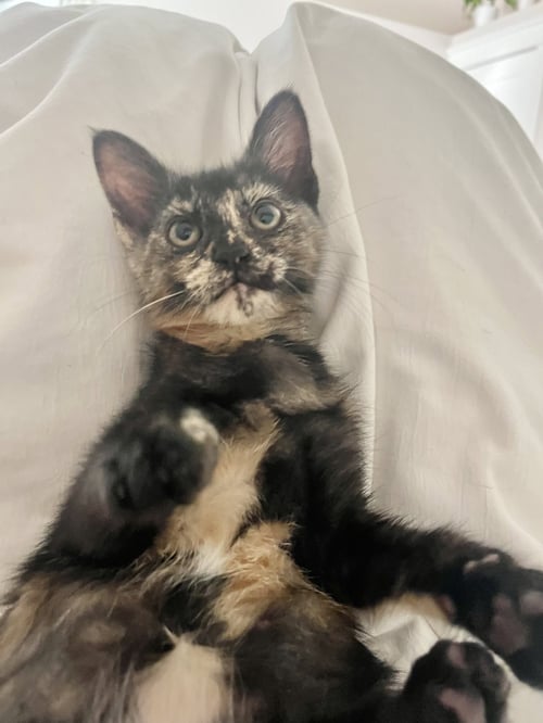KATINA - Tortoiseshell / Domestic Short Hair available for adoption