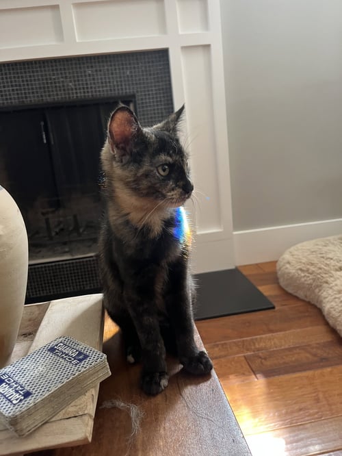 KATINA - Tortoiseshell / Domestic Short Hair available for adoption