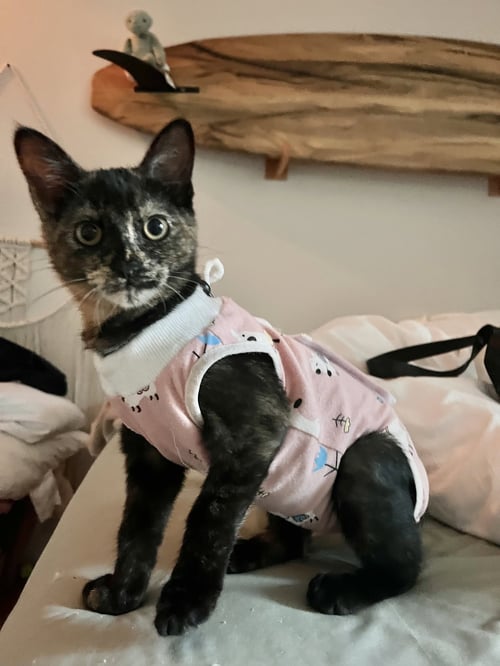 KATINA - Tortoiseshell / Domestic Short Hair available for adoption