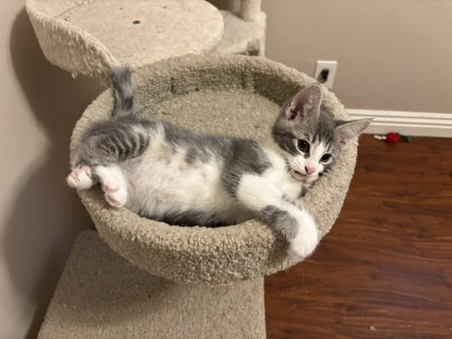 KITTY JOE