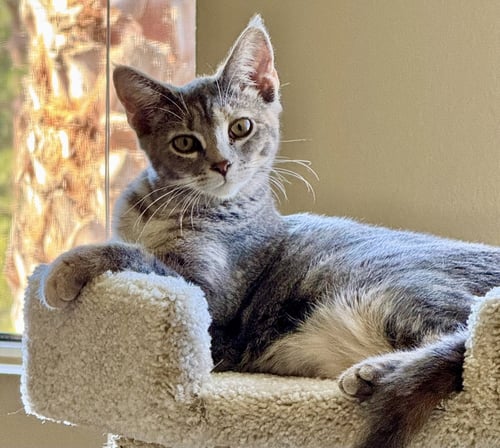 FRESCA - Tabby / Torbie available for adoption