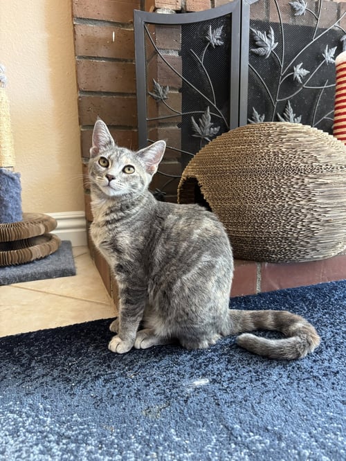 FRESCA - Tabby / Torbie available for adoption