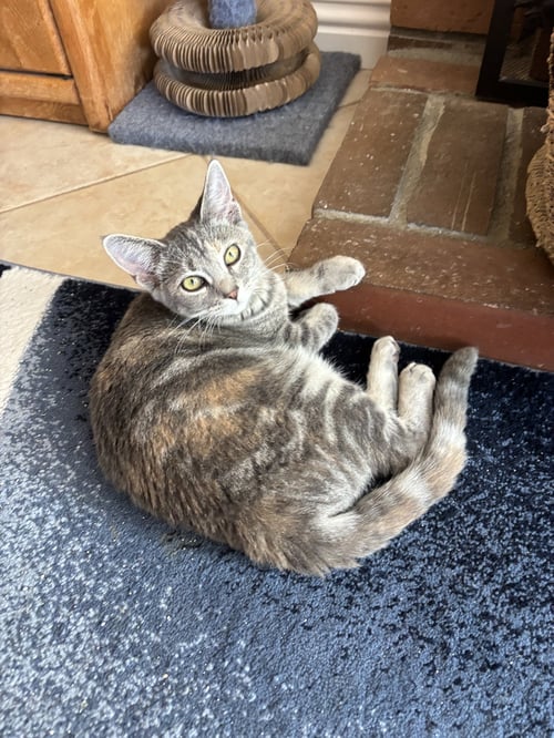 FRESCA - Tabby / Torbie available for adoption