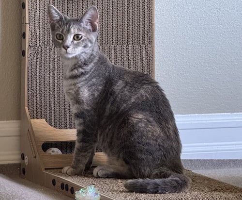 FRESCA - Tabby / Torbie available for adoption