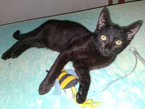 SIMON COURTESY POST - Bombay / Domestic Short Hair available for adoption