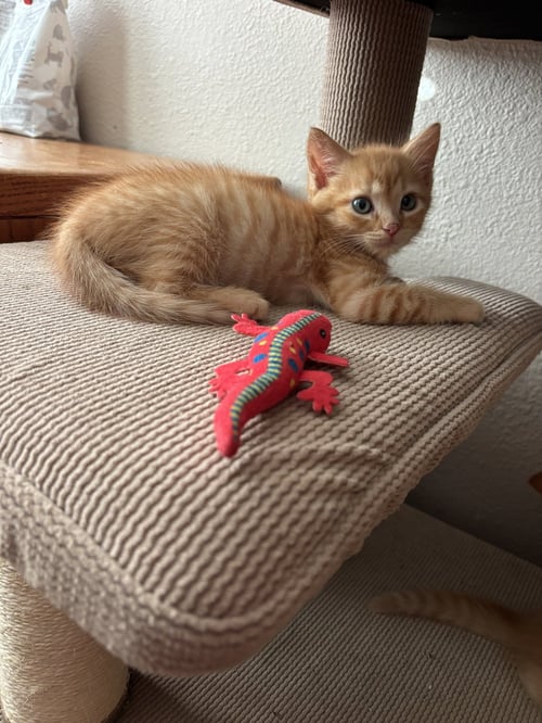 SANTIAGO - Tabby / Domestic Short Hair available for adoption