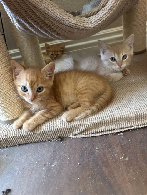SANTIAGO - Tabby / Domestic Short Hair available for adoption
