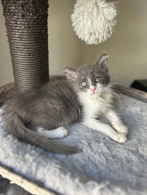 RYLAND - Russian Blue / Tabby available for adoption