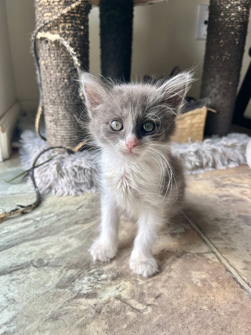 RYLAND - Russian Blue / Tabby available for adoption
