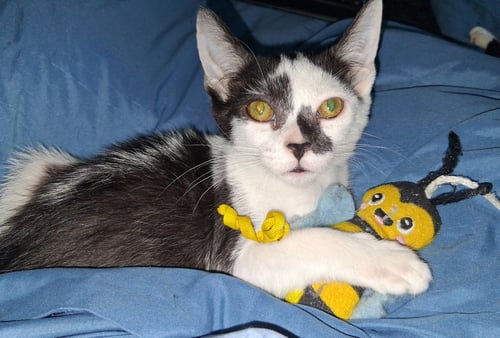 MARBLE COURTESY POST - Domestic Short Hair available for adoption