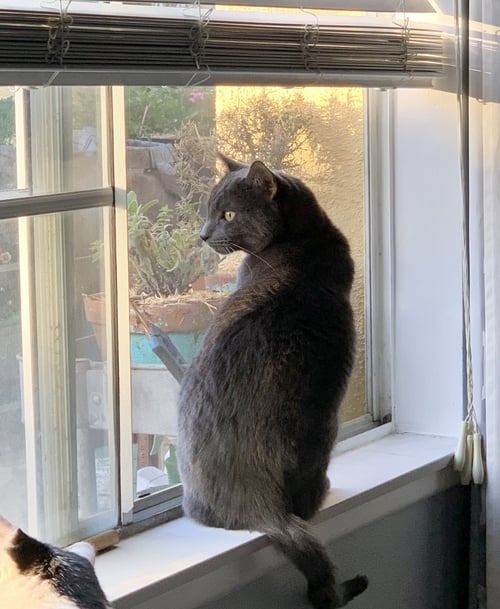 IVAN - Russian Blue / Domestic Short Hair available for adoption