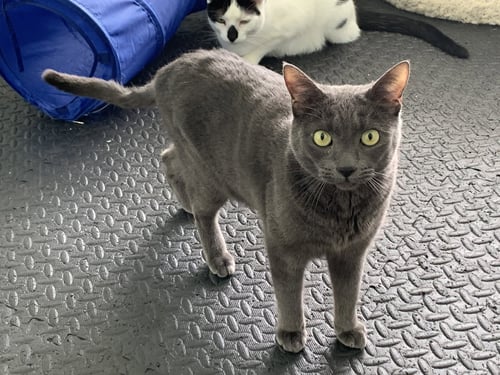 IVAN - Russian Blue / Domestic Short Hair available for adoption