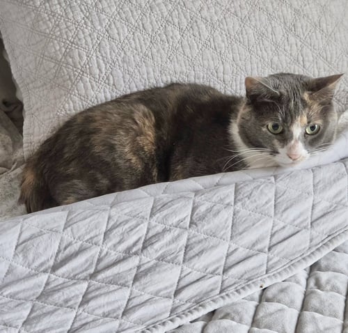 LADYBUG JANE - Calico / Dilute Calico available for adoption