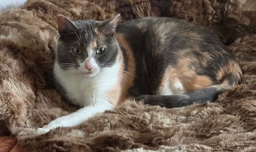 LADYBUG JANE - Dilute Calico / Domestic Short Hair available for adoption