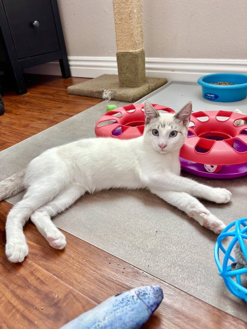 FLURRY - Siamese available for adoption