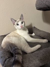 Flurry - Photo 4