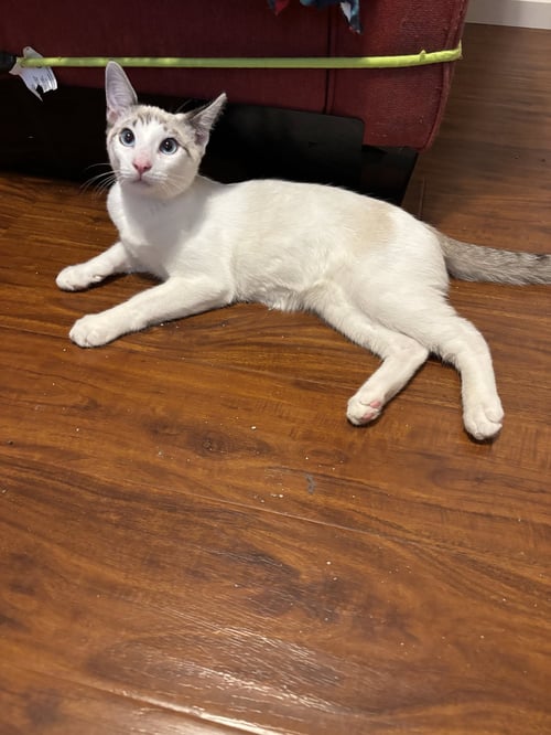 FLURRY - Siamese available for adoption