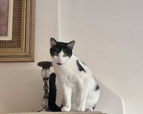 STICKY TOFFEE - Tuxedo / Domestic Short Hair available for adoption