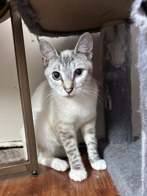 FROSTINE - Siamese available for adoption