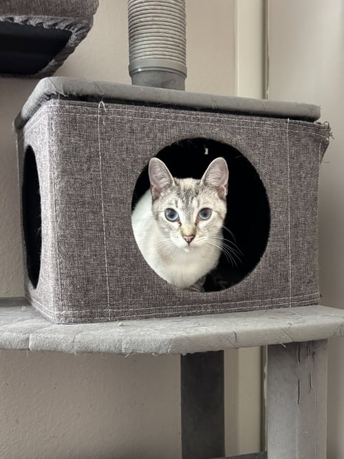 FROSTINE - Siamese available for adoption