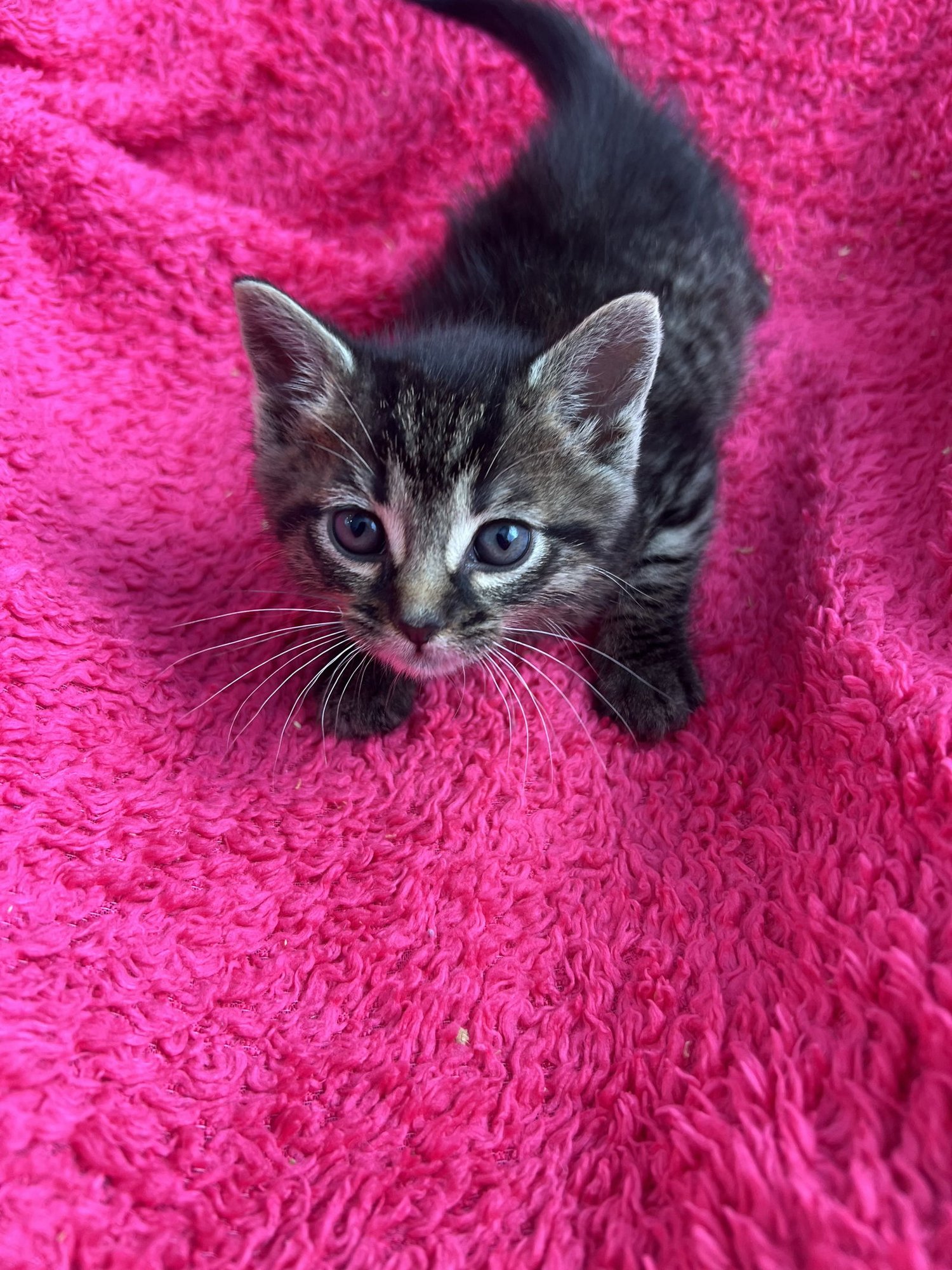 EGGNOG - Tabby / Domestic Short Hair available for adoption