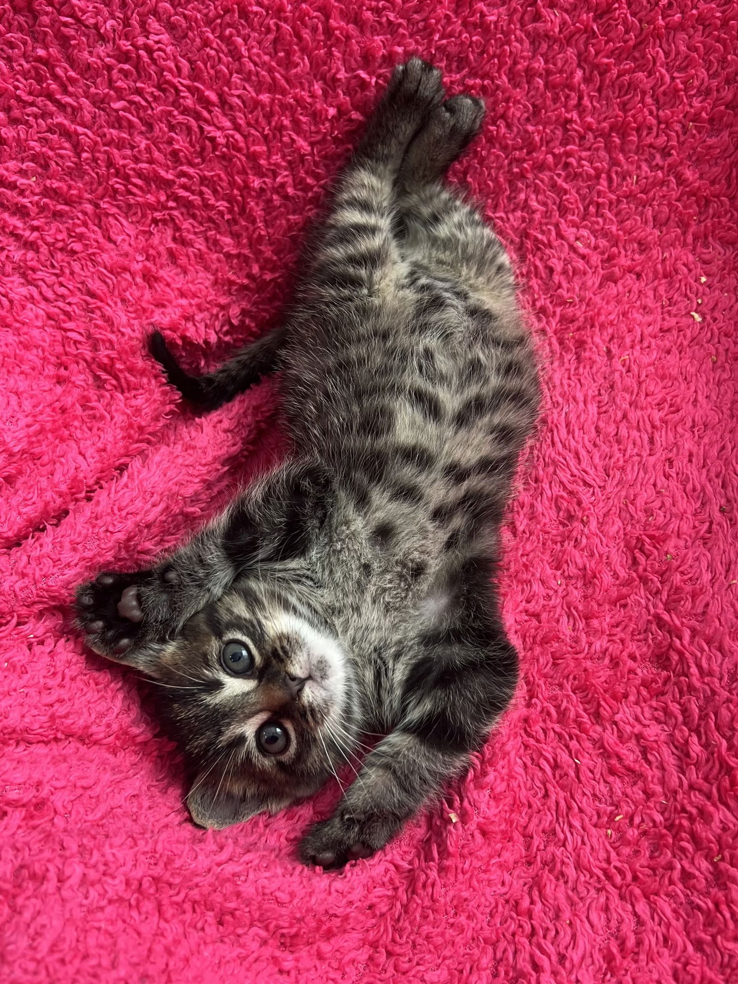 EGGNOG - Tabby / Domestic Short Hair available for adoption