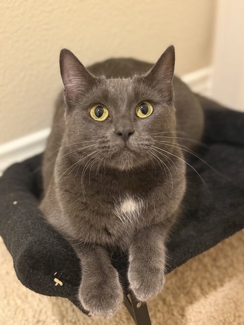 KIKI KITTY - Russian Blue / Domestic Short Hair available for adoption