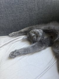 Kiki kitty - Photo 3
