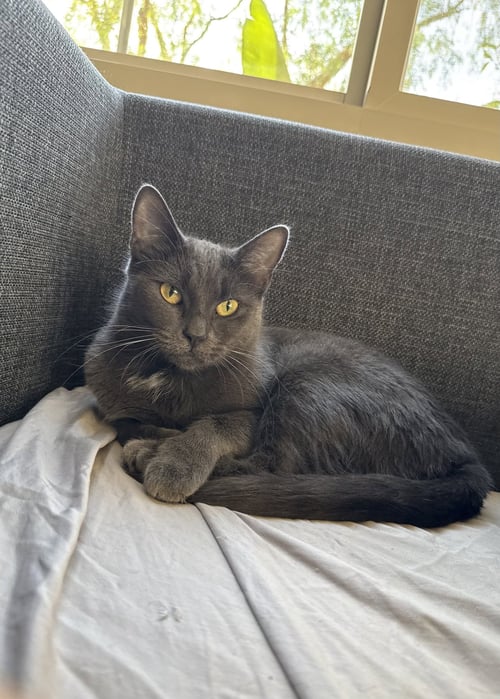 KIKI KITTY - Russian Blue / Domestic Short Hair available for adoption