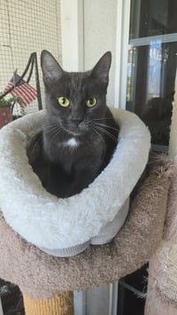 Kiki kitty - Photo 4