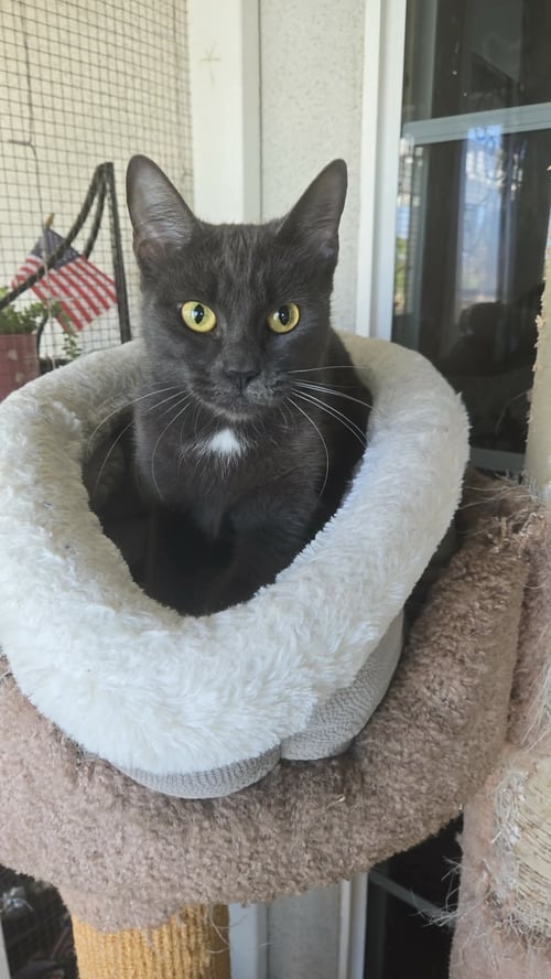 KIKI KITTY - Russian Blue / Domestic Short Hair available for adoption